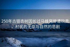 250年古銀杏樹(shù)因長(zhǎng)過(guò)馬蜂窩慘遭砍禿，村民的無(wú)奈與自然的悲劇
