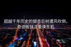 超越千年歷史的銀杏巨樹遭風(fēng)吹倒，奇跡般扶正重?zé)ㄉ鷻C(jī)