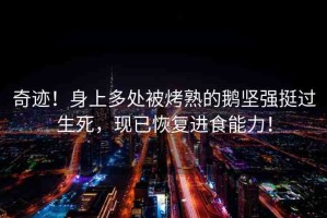 奇跡！身上多處被烤熟的鵝堅(jiān)強(qiáng)挺過(guò)生死，現(xiàn)已恢復(fù)進(jìn)食能力！