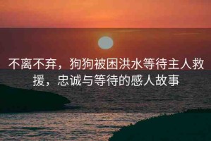 不離不棄，狗狗被困洪水等待主人救援，忠誠與等待的感人故事