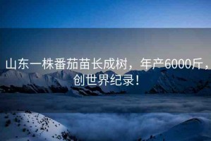 山東一株番茄苗長成樹，年產(chǎn)6000斤，創(chuàng)世界紀錄！
