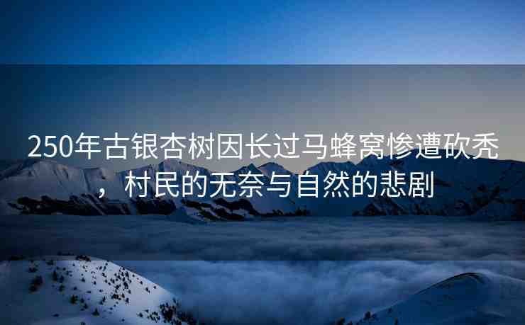 250年古銀杏樹(shù)因長(zhǎng)過(guò)馬蜂窩慘遭砍禿，村民的無(wú)奈與自然的悲劇