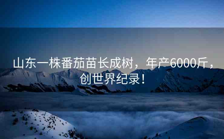 山東一株番茄苗長成樹，年產(chǎn)6000斤，創(chuàng)世界紀(jì)錄！