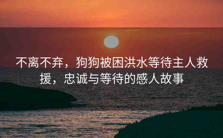 不離不棄，狗狗被困洪水等待主人救援，忠誠與等待的感人故事