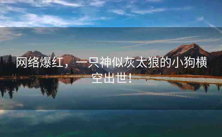 網(wǎng)絡(luò)爆紅，一只神似灰太狼的小狗橫空出世！
