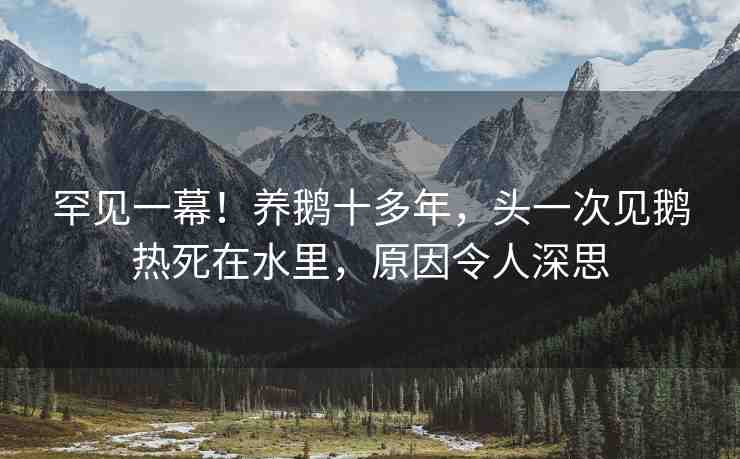 罕見一幕！養(yǎng)鵝十多年，頭一次見鵝熱死在水里，原因令人深思